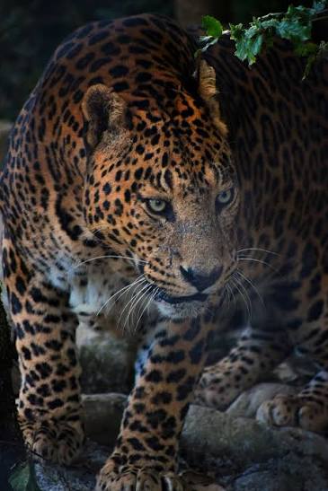 Jim Corbett