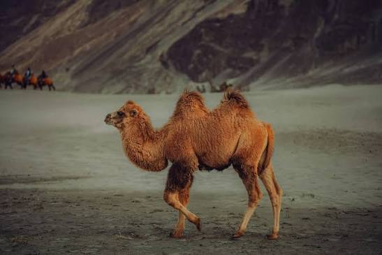Nubra Valley
